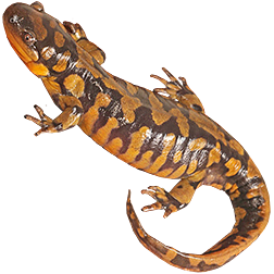 Eastern Tiger